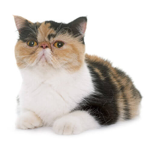 Exotic shorthair cost cheap